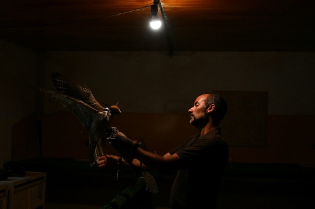Juan Antonio Sanchez has been breeding falcons for 15 years at the Nebli Falcon Centre in Fuentespina. PHOTO: AFP