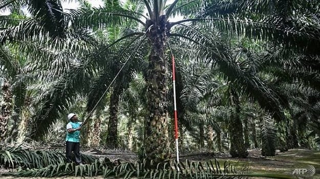 Malaysia's mammoth palm oil sector is under threat after PM Mahathir Mohamad criticised India's moves in the Kashmir region (Photo: AFP)