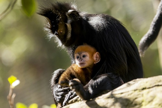 A newly-born male Francois' Langur, one of the world's rarest monkeys, staying close to his mother Noel at the Taronga Zoo in Sydney. PHOTO: AFP