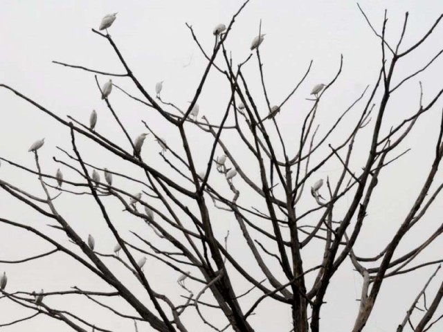 Migratory cranes seen perched on a tree in Rawalpindi. PHOTO: EXPRESS