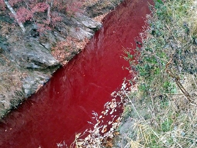 In a handout photo taken on November 10, 2019 and released on November 13 shows a river coloured red with pigs blood in Yeoncheon county near the Demilitarize Zone (DMZ) between North and South Korea. PHOTO: AFP