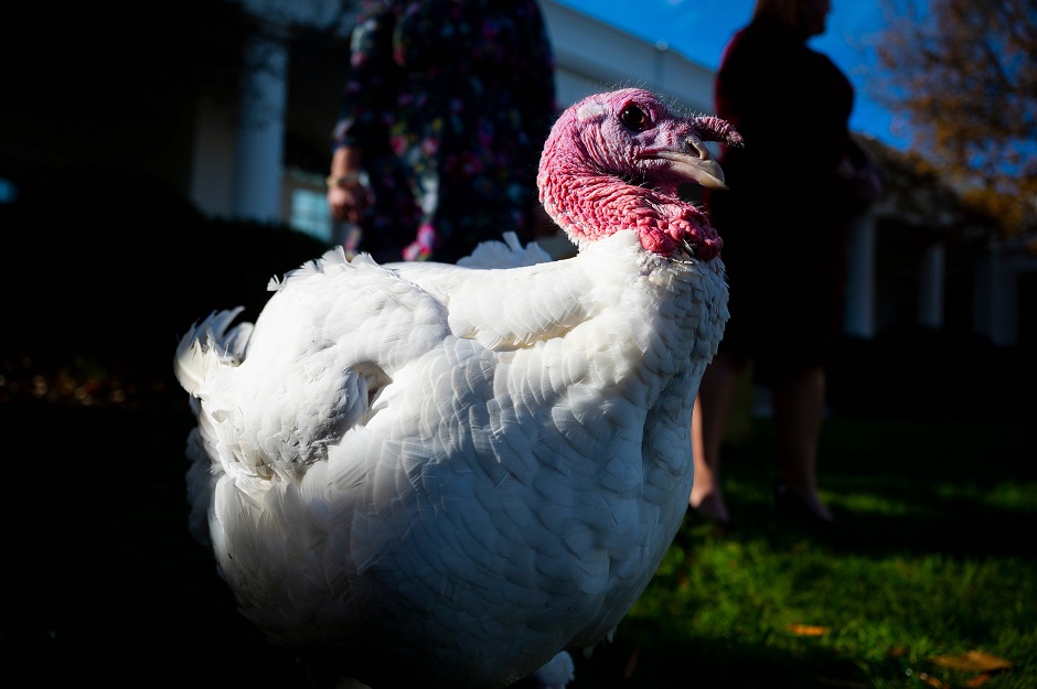 'Butter' the turkey waits for US President Donald Trump's pardon of the turkey during the National Thanksgiving Turkey ceremony in the Rose Garden of the White House in Washington, DC. PHOTO: REUTERS