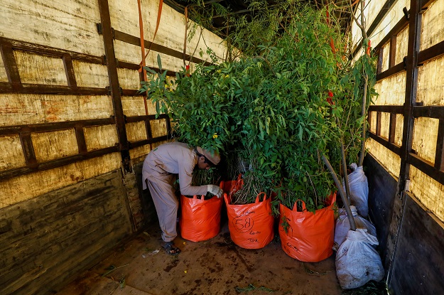 A boy arranges bags of trees and plants to be transported for planting along the pilgrimage route. PHOTO: REUTERS