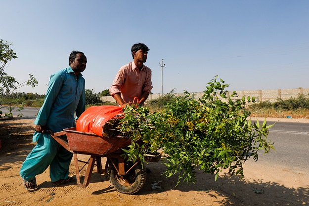 Labourers move a wheelbarrow with bags of plants to be transported for planting along the pilgrimage route. PHOTO: REUTERS 