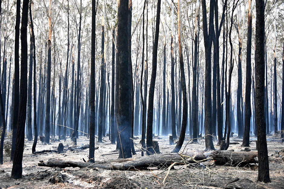 Trees are burned black after a bushfire in Old Bar, 350km north of Sydney on November 10, 2019. PHOTO: AFP