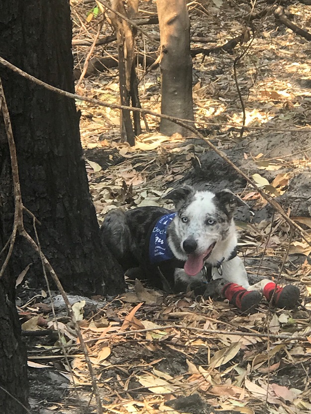  Bear, a Cattle Dog cross-breed, is seen with protective socks as he helps to find and save koalas injured. PHOTO: Reuters