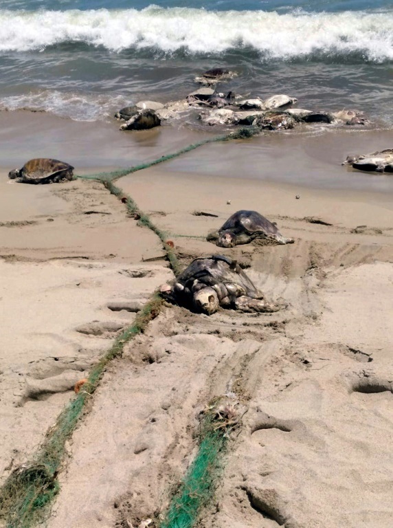 More than 300 endangered sea turtles were killed in a single incident last year after swimming into a what was believed to be a discarded fishing net in southern Mexico. PHOTO: AFP