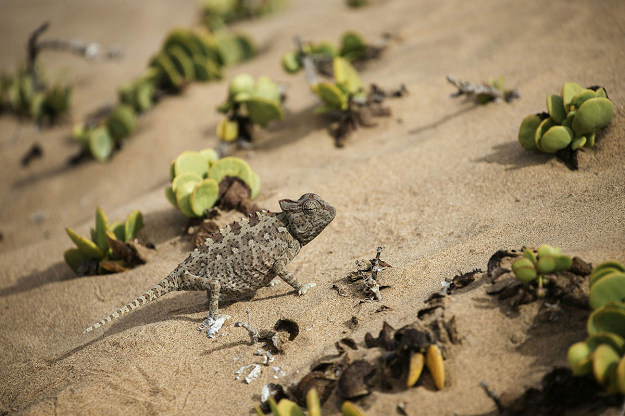 A Namibian desert chameleon climbs through vegetation and sand dunes in the desert area of Dorob National Park, part of the Namib Desert, on the outskirts of Swakopmund, on February 17, 2016. PHOTO: AFP