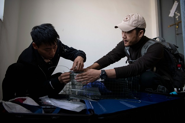 This photo shows pet detective Sun Jinrong (R) and his assistant preparing a trap as they search for a missing cat in a residential compound in Beijing. PHOTO: AFP