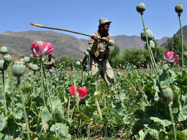 PTI govt mulls establishing pharma industry in K-P’s poppy growing ...