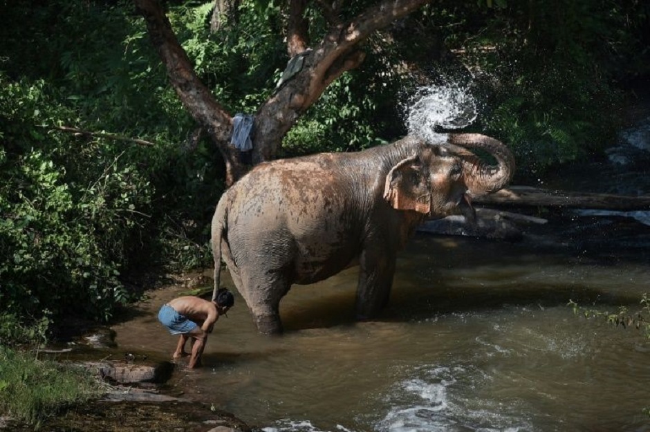 A female elephant bathing with her mahout at the ChangChill elephant sanctuary in the northern Thai province of Chiang Mai, which is working with World Animal Protection to ensure their welfare