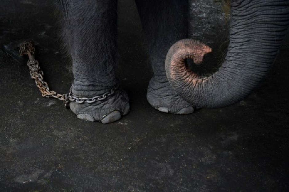 Separated from their mothers, jabbed with metal hooks, and sometimes deprived of food -- Thai elephants are tamed by force before being sold to lucrative tourism sites. PHOTO: AFP