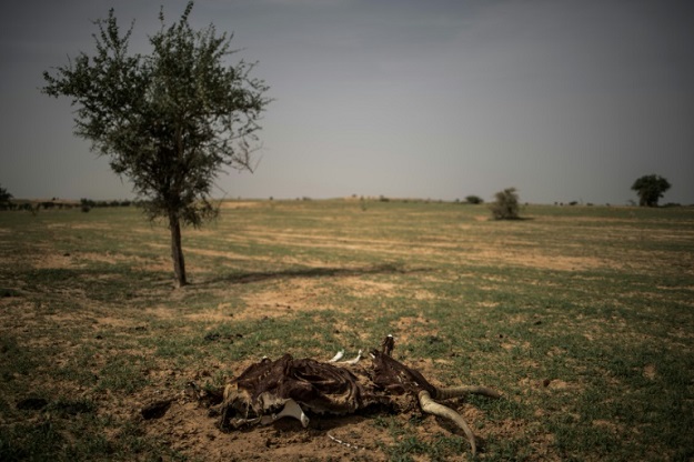 The carcass of a cow lies on the trail leading to Bermo. PHOTO: AFP 