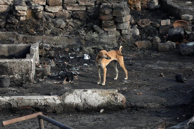 A dog walks at a burnt-out tent of his owner's family after a fire broke out in a slum in Karachi, Pakistan January 22, 2020. REUTERS/Akhtar Soomro
