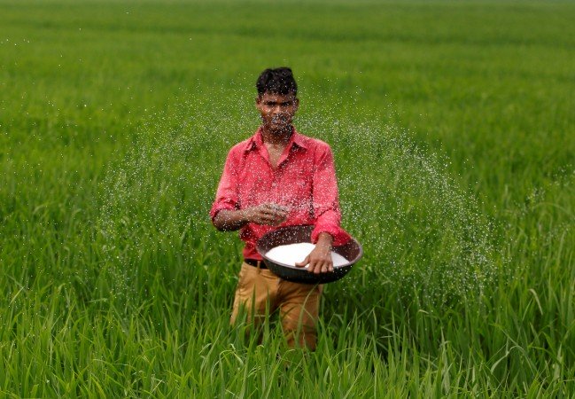 a farmer spreads fertiliser in his rice field photo reuters