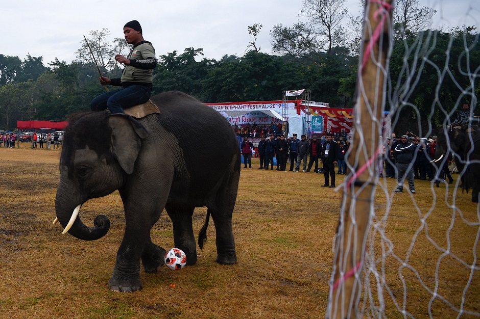 A mahout plays football with his elephants during an elephant football match at Sauraha in Chitwan, some 150km southwest of Kathmandu, during the Elephant Festival on January 3, 2020. PHOTO: AFP