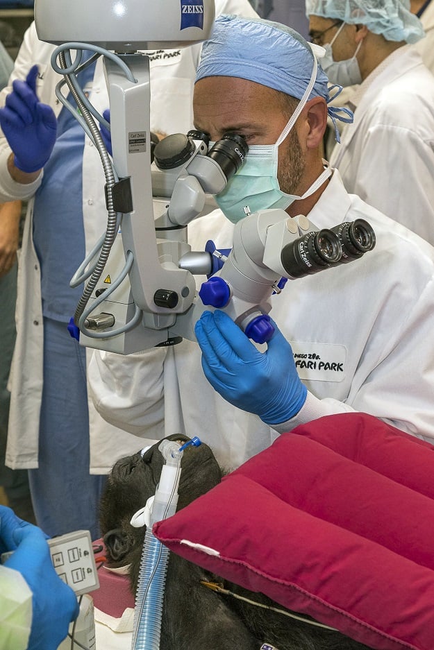 3-year-old female western lowland gorilla, Leslie, is surrounded by ophthalmologist, veterinarians, and animal care experts as she undergoes cataract surgery on December 10, 2019. PHOTO: AFP