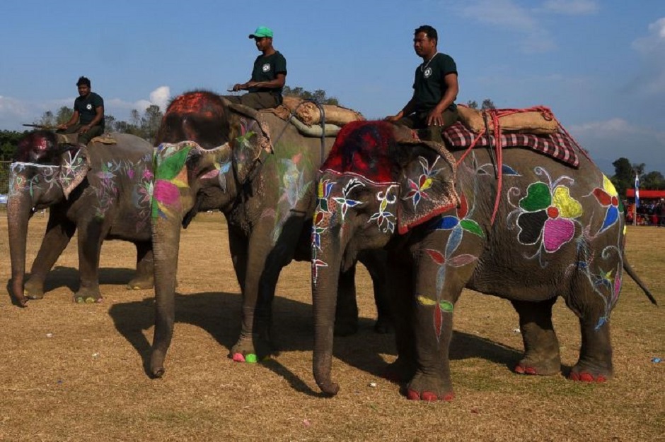 Mahouts guide their elephants during an elephant beauty pageant in Sauraha Chitwan on Jan 2, 2020. PHOTO: AFP