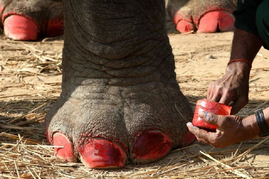 A mahout decorates his elephant before an elephant beauty pageant in Sauraha Chitwan on Jan 2, 2020. PHOTO: AFP