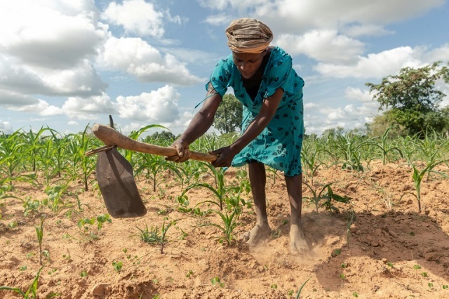 A year ago, Josephine Ganye was hit by a devastating cyclone -- now she is struggling with a crippling drought. PHOTO: AFP
