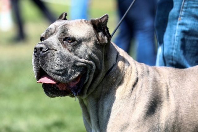 after giving chase washington state police were shocked to see a pit bull similar to the one pictured in the driver 039 s seat and a man steering and pushing the gas pedal from the passenger side photo afp