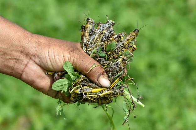 Clouds of the noxious gas envelop the nearby fields each morning, where villagers gather the husks of dead insects for an official bounty of 20 rupees (13 cents) per kilogramme bag. PHOTO: AFP