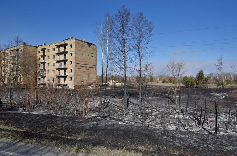 Burned trees are seen in the settlement of Poliske after a forest fire in the exclusion zone around the Chernobyl nuclear power plant, Ukraine, April 12. Photo: Reuters 