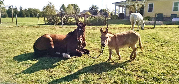 Some of the animals that can be hired as guests for virtual meetings. Photo: Peace N Peas Farm Facebook page