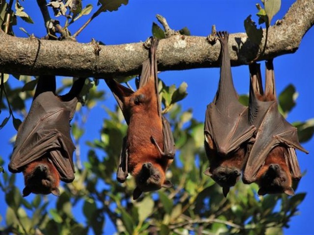 Researchers in Thailand test horseshoe bats for coronavirus | The ...