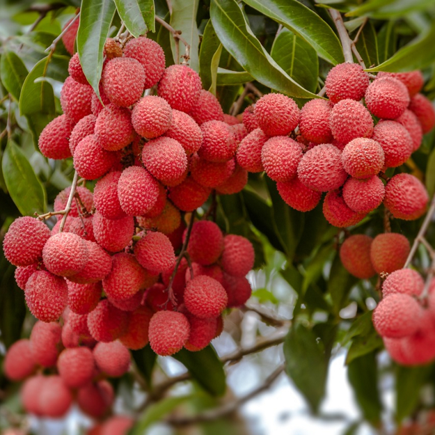 lychee11